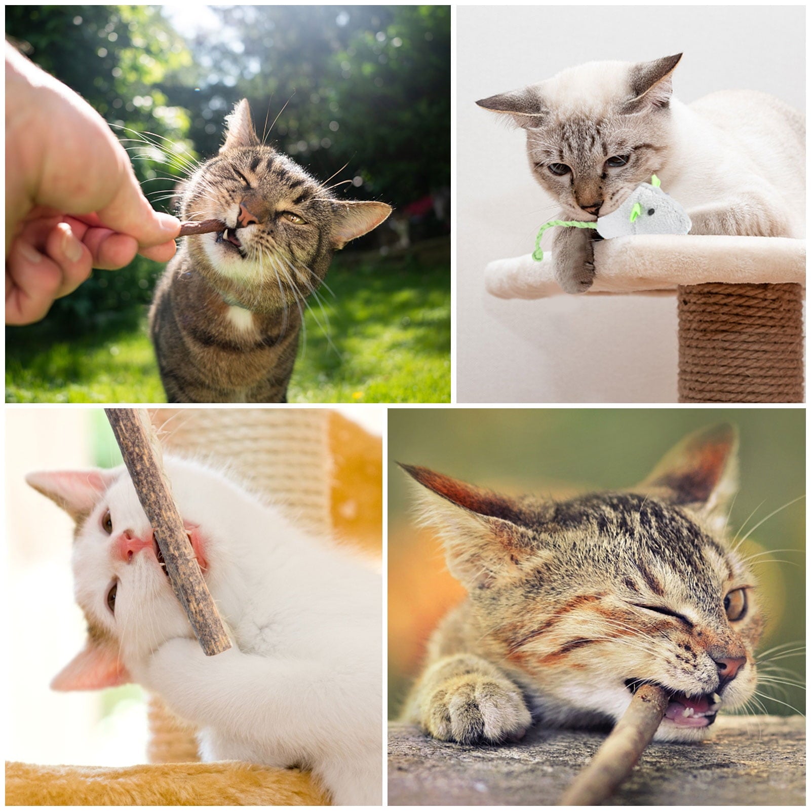 sixwipe 30 Pcs Silvervine Sticks for Cats, 8 Pcs Skitter Critters Cat Toy Catnip Mice, Natural Catnip Sticks Chew Sticks, Teeth Molar Chew Toys for Cat Kitten Kitty