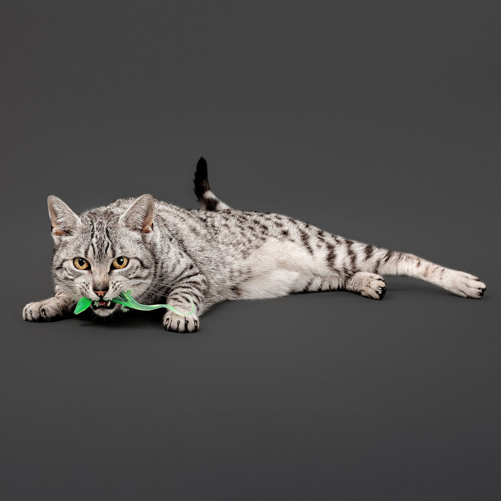 Playology Cat Toys | Catnip Infused Durable Rubber Lizard with Bugs, 2-Pack