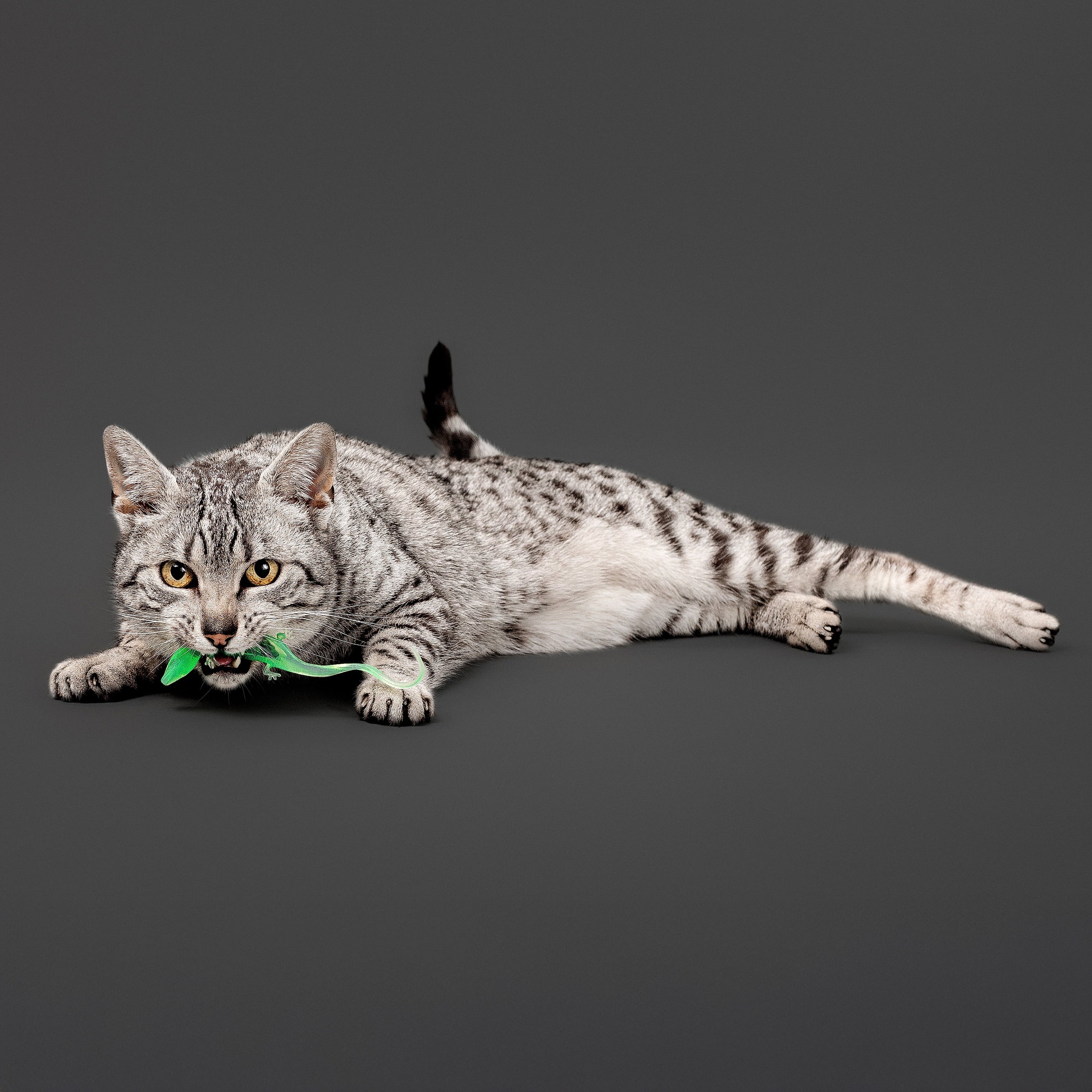 Playology Cat Toys | Catnip Infused Durable Rubber Lizard with Bugs, 2-Pack