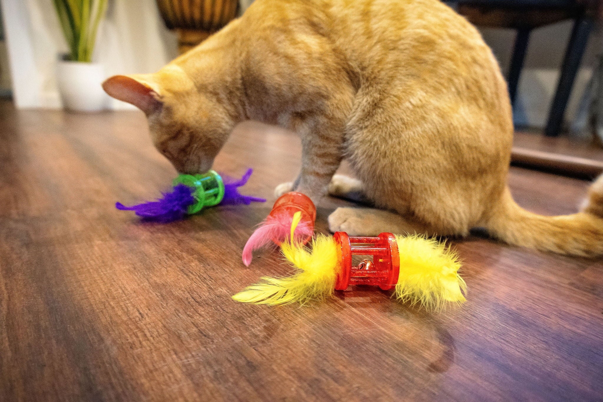 Vibrant Life Feather Rattle Cat Toy, Green