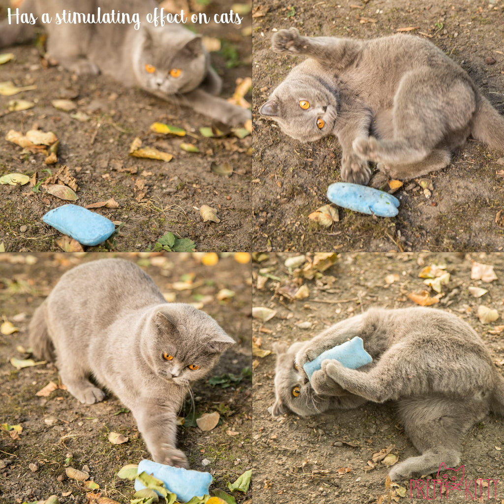 Pretty Kitty Catnip Toys for Cats | 6-Piece Cat Pillow Set with Catnip | Fluffy Pillow Cat Toy | Kitten Toys and Cat Accessories