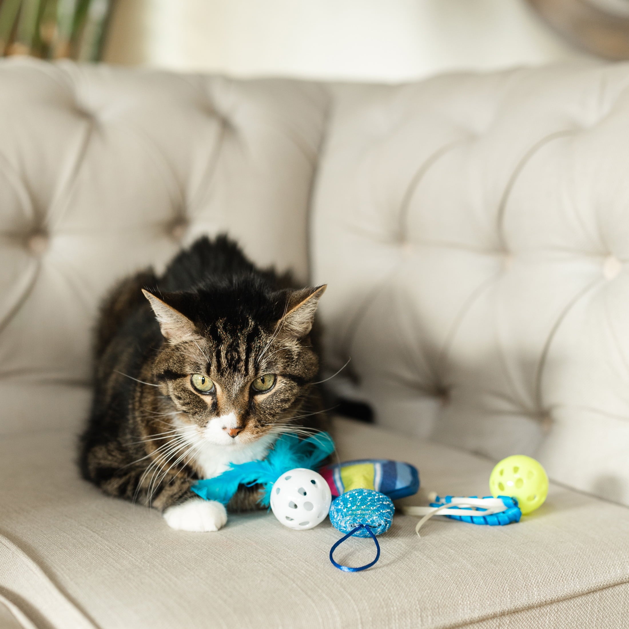 Vibrant Life Pickleball Cat Toys with Catnip, 3 Pack