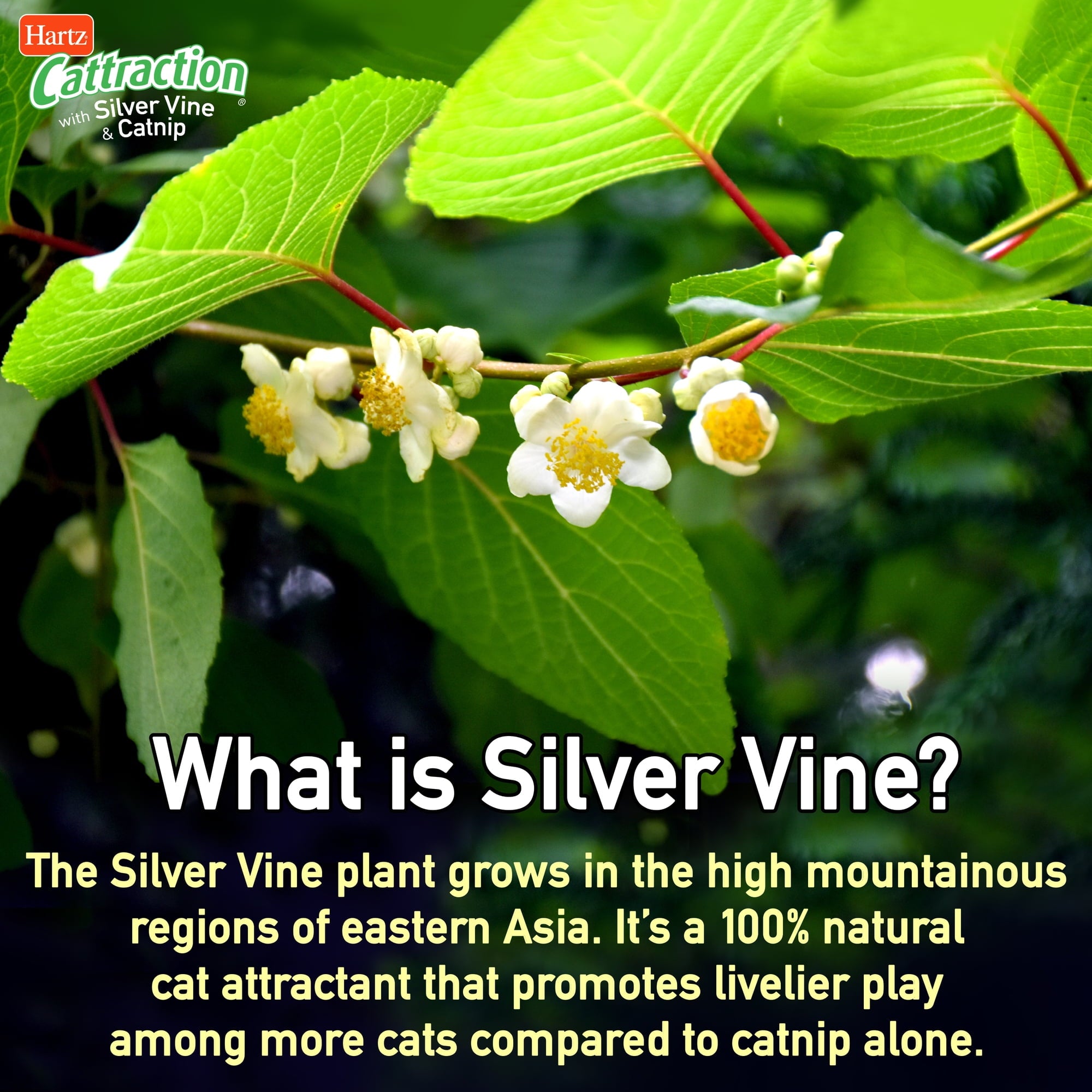 Hartz Cattraction Animal Pal Kicker Cat Toy with Silver Vine and Catnip, Animal Will Vary