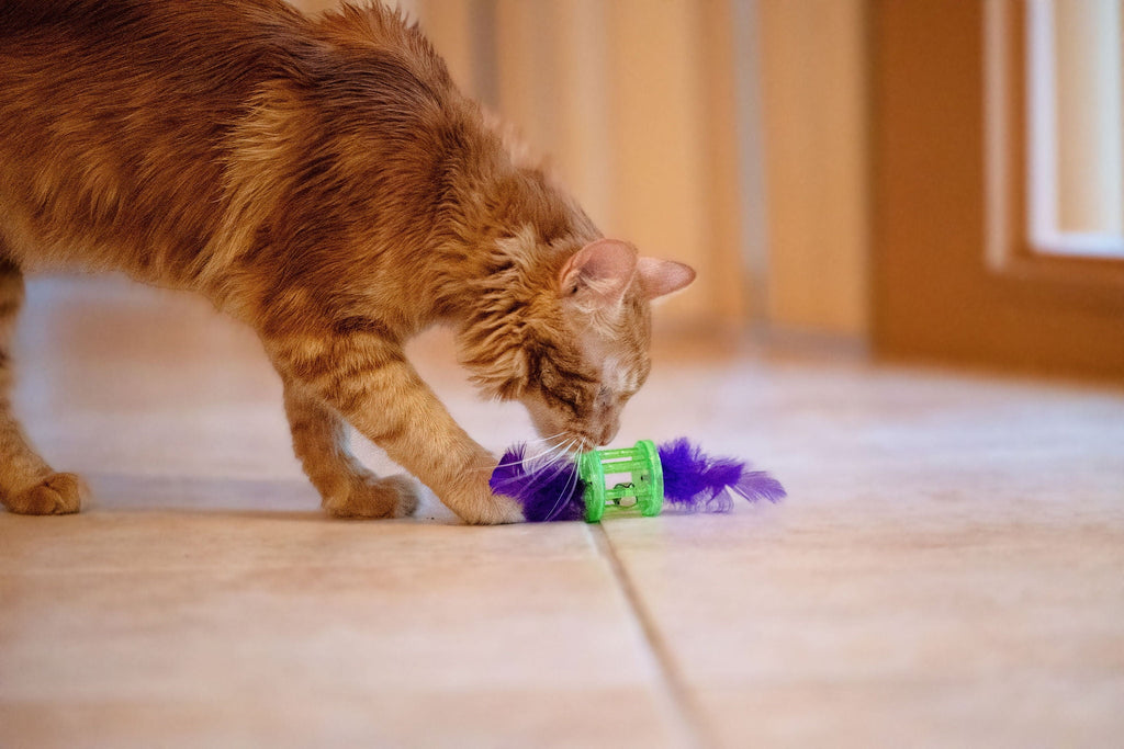 Vibrant Life Feather Rattle Cat Toy, Green