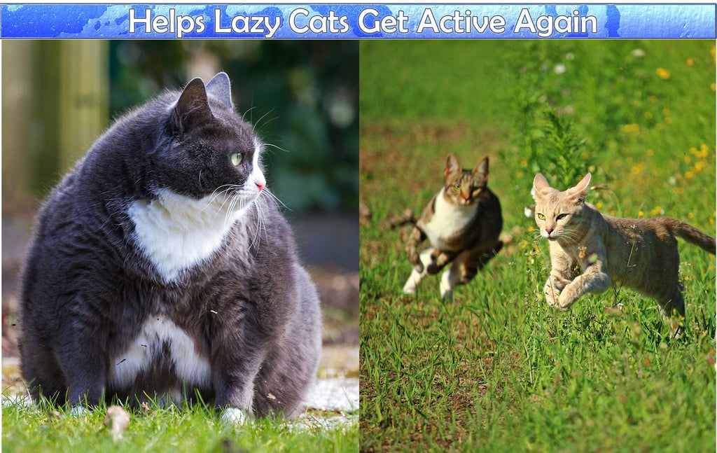 Perfect Cat Self Grooming Arch Post & Toy with Bristle and Catnip For Scratching, Brushing, and Massaging - Cat Grooming Arch - 5 Star Super Deals