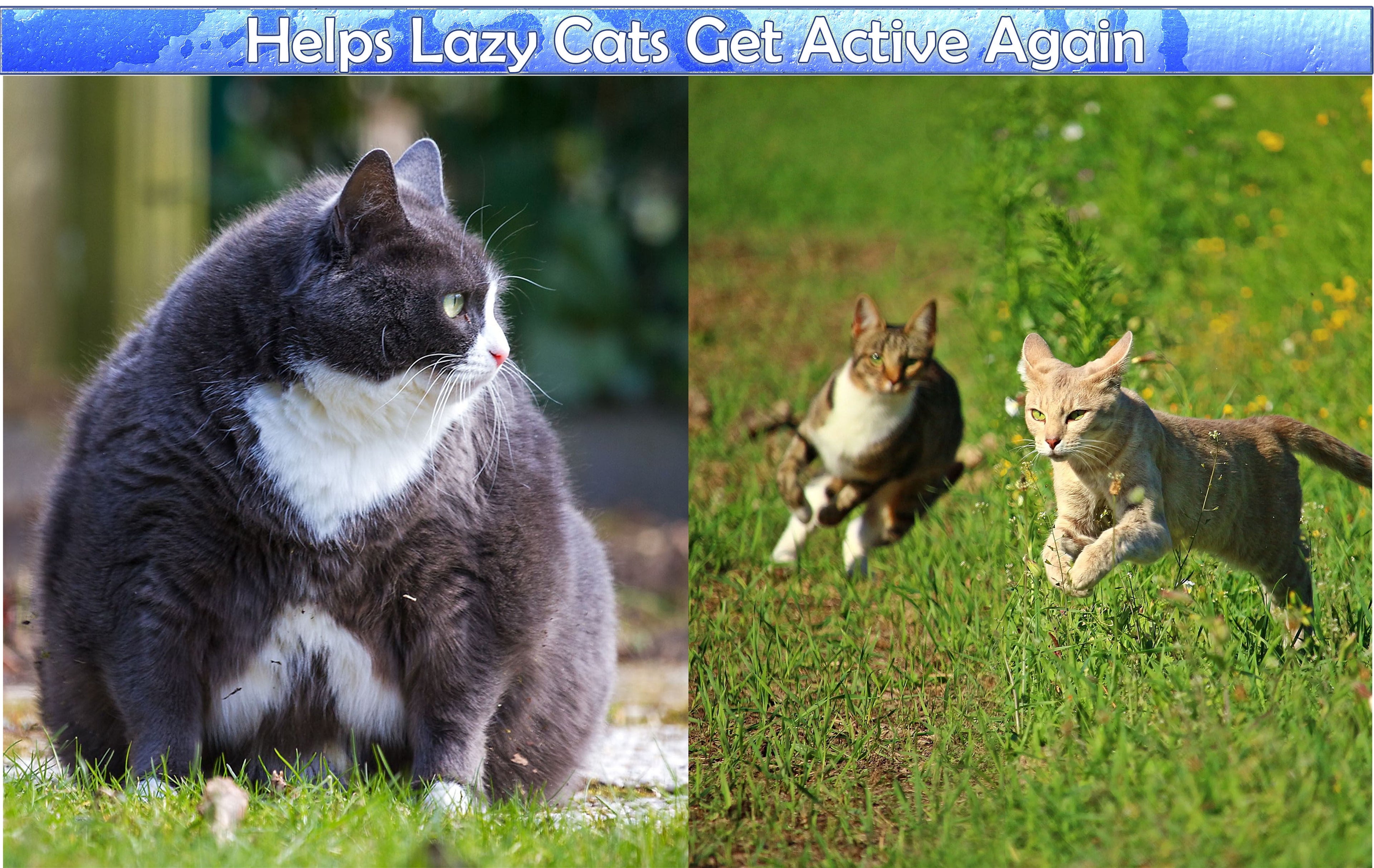 Perfect Cat Self Grooming Arch Post & Toy with Bristle and Catnip For Scratching, Brushing, and Massaging - Cat Grooming Arch - 5 Star Super Deals